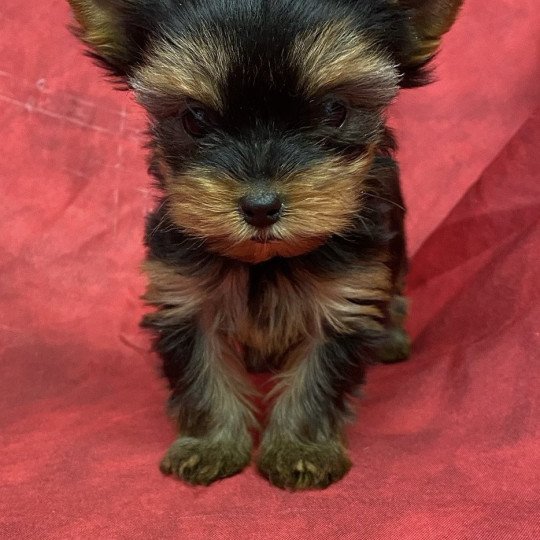 chiot Yorkshire terrier ARYA york Domaine de la Chantelaie  