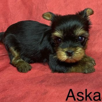 ASKA york Mâle Yorkshire terrier