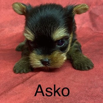 ASKO york Mâle Yorkshire terrier