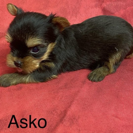 chiot Yorkshire terrier ASKO york Domaine de la Chantelaie  