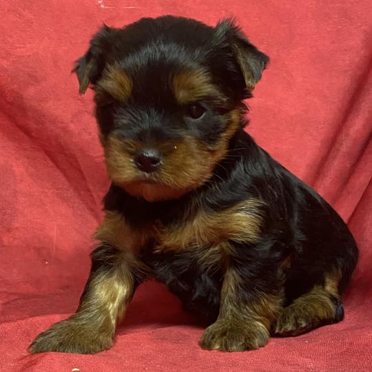 chiot Yorkshire terrier ASTIC York à réserver Domaine de la Chantelaie  