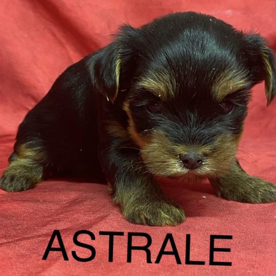 chiot Yorkshire terrier ASTRALE York à réserver Domaine de la Chantelaie  