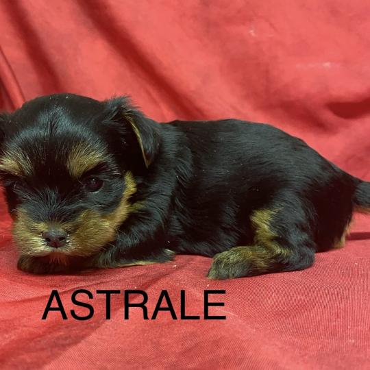 chiot Yorkshire terrier ASTRALE York à réserver Domaine de la Chantelaie  
