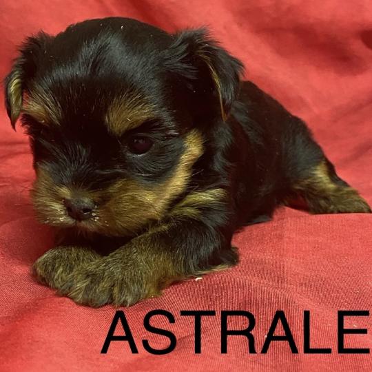 chiot Yorkshire terrier ASTRALE York à réserver Domaine de la Chantelaie  