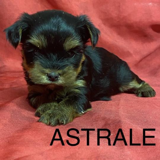 chiot Yorkshire terrier ASTRALE York à réserver Domaine de la Chantelaie  