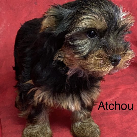 chiot Yorkshire terrier ATCHOU york Domaine de la Chantelaie  