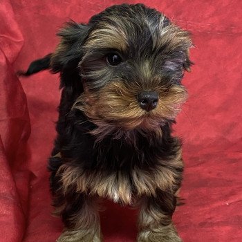ATCHOU york Mâle Yorkshire terrier