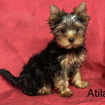 ATILA york. Femelle Yorkshire terrier