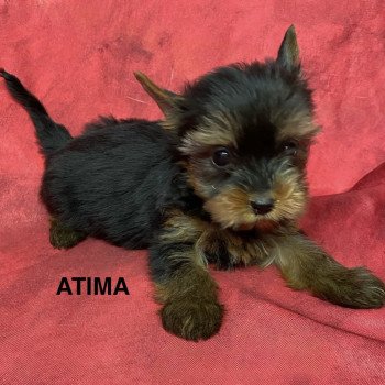 ATIMA york Femelle Yorkshire terrier