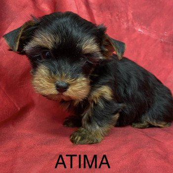 ATIMA york Femelle Yorkshire terrier