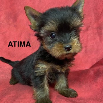 ATIMA york Femelle Yorkshire terrier