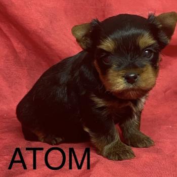 ATOM York à réserver Mâle Yorkshire terrier