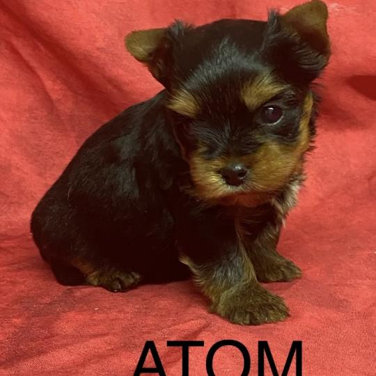 chiot Yorkshire terrier ATOM York à réserver Domaine de la Chantelaie  