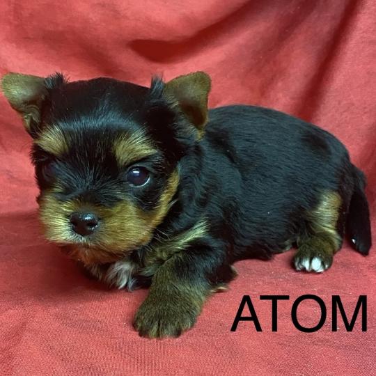chiot Yorkshire terrier ATOM York à réserver Domaine de la Chantelaie  