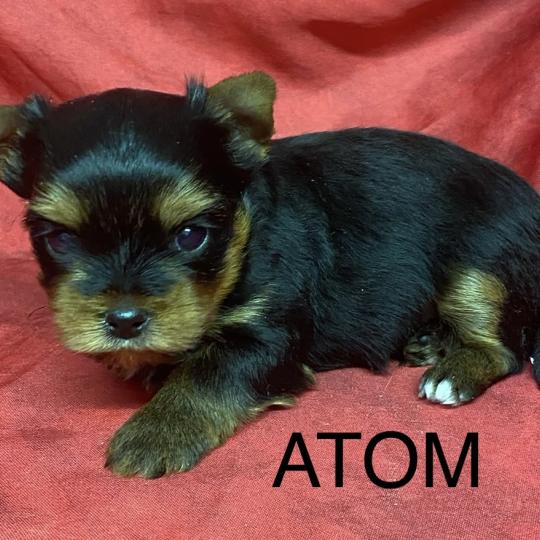 chiot Yorkshire terrier ATOM York à réserver Domaine de la Chantelaie  