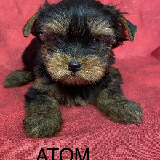 chiot Yorkshire terrier ATOM Domaine de la Chantelaie  
