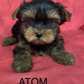 ATOM Mâle Yorkshire terrier