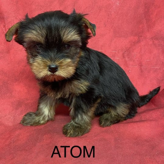 chiot Yorkshire terrier ATOM Domaine de la Chantelaie  