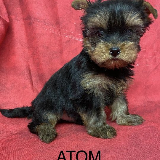chiot Yorkshire terrier ATOM Domaine de la Chantelaie  