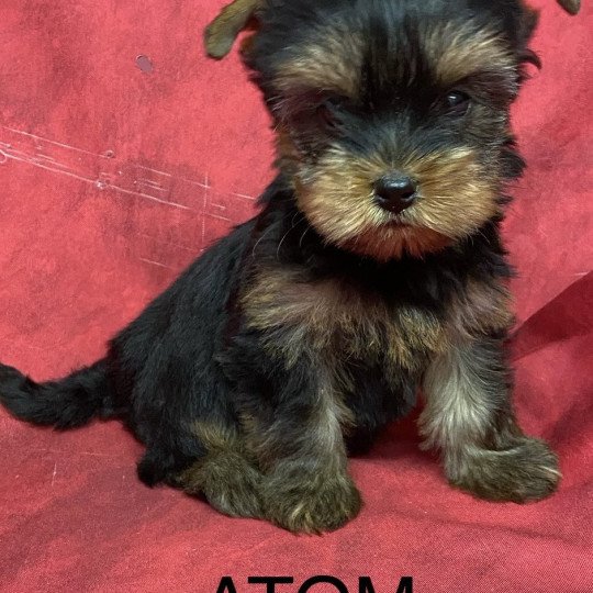 chiot Yorkshire terrier ATOM Domaine de la Chantelaie  
