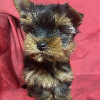ATSHI york Mâle Yorkshire terrier