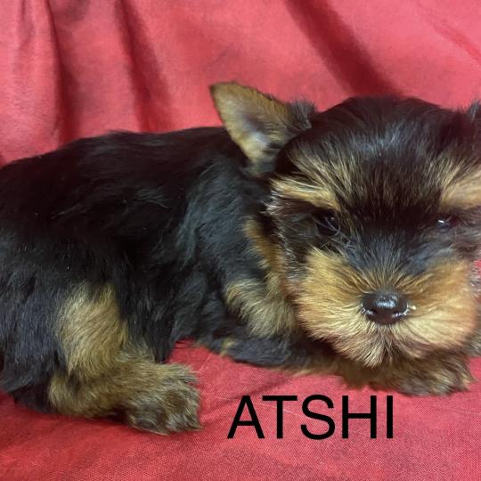 chiot Yorkshire terrier ATSHI york Domaine de la Chantelaie  