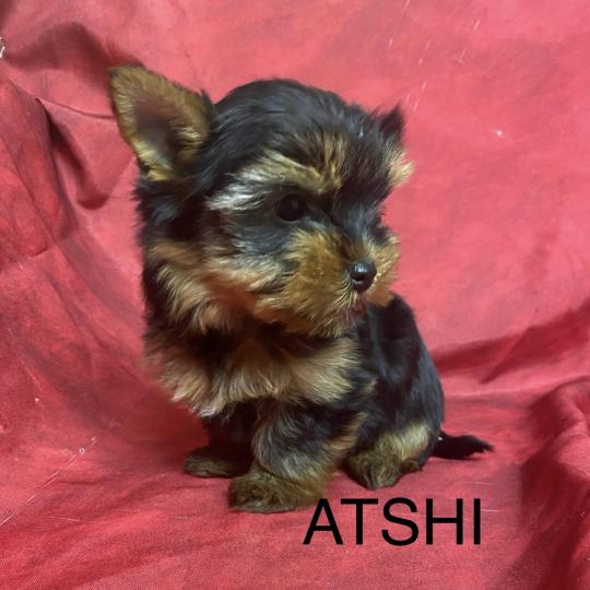 chiot Yorkshire terrier ATSHI york Domaine de la Chantelaie  