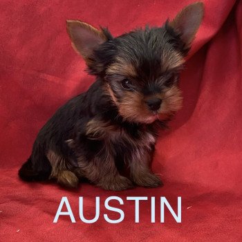 AUSTIN yorkshire Mâle Yorkshire terrier