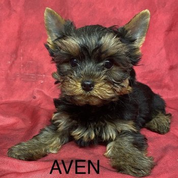 AVEN york Mâle Yorkshire terrier