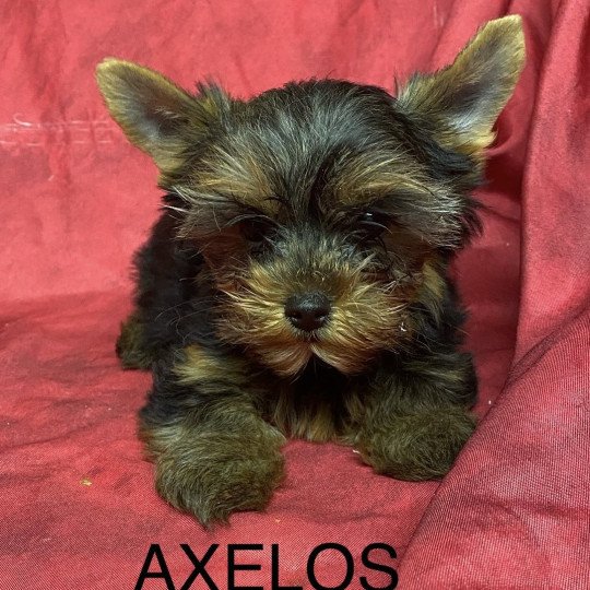 chiot Yorkshire terrier AXELOS york Domaine de la Chantelaie  