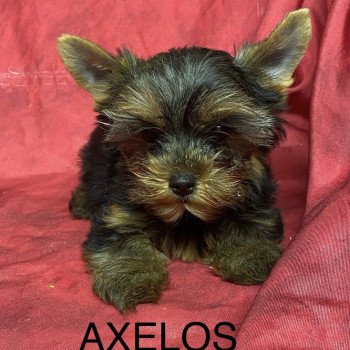 AXELOS york Mâle Yorkshire terrier