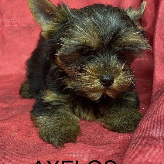 chiot Yorkshire terrier AXELOS york Domaine de la Chantelaie  