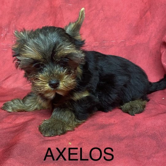 chiot Yorkshire terrier AXELOS york Domaine de la Chantelaie  