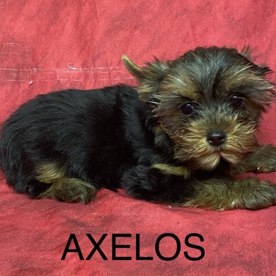 chiot Yorkshire terrier AXELOS york Domaine de la Chantelaie  
