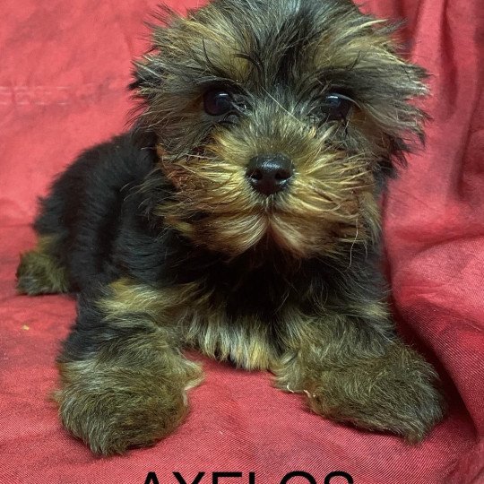 chiot Yorkshire terrier AXELOS york Domaine de la Chantelaie  