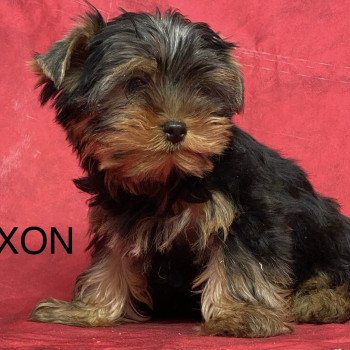 AXON york Mâle Yorkshire terrier