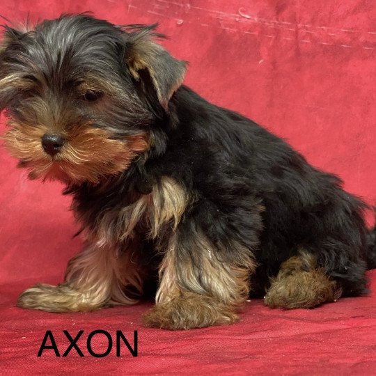 chiot Yorkshire terrier AXON york Domaine de la Chantelaie  