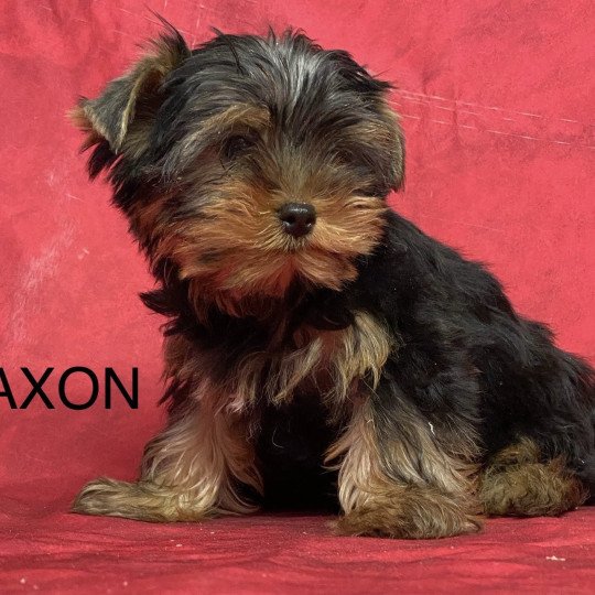 chiot Yorkshire terrier AXON york Domaine de la Chantelaie  