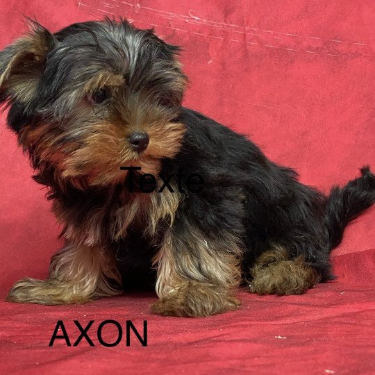 chiot Yorkshire terrier AXON york Domaine de la Chantelaie  