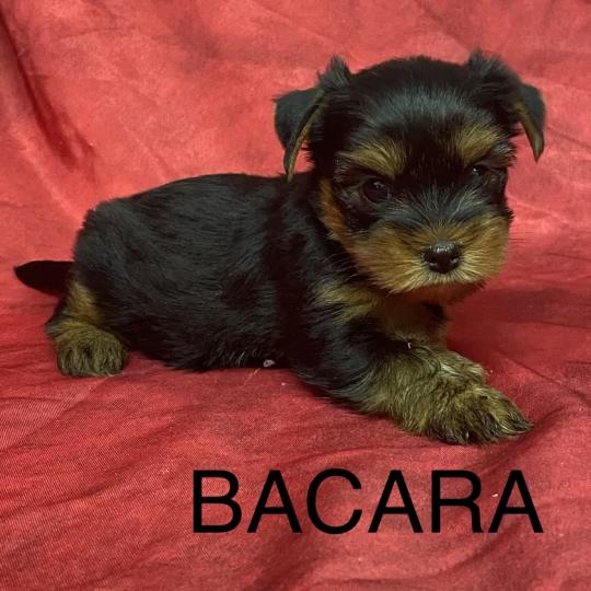 chiot Yorkshire terrier BACARA yorkshire à réserver Domaine de la Chantelaie  