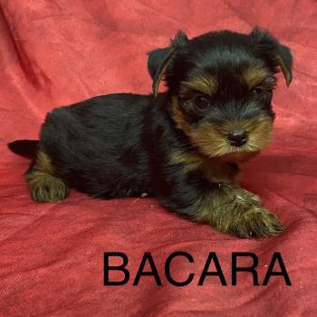 BACARA yorkshire à réserver Femelle Yorkshire terrier