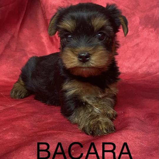 chiot Yorkshire terrier BACARA yorkshire à réserver Domaine de la Chantelaie  