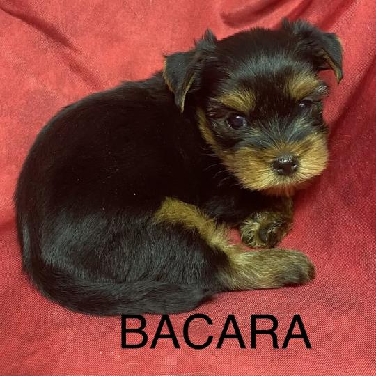 chiot Yorkshire terrier BACARA yorkshire à réserver Domaine de la Chantelaie  