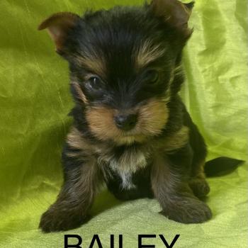 BAILEY york disponible Mâle Yorkshire terrier