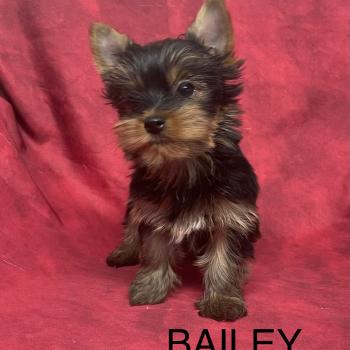 BAILEY york disponible Mâle Yorkshire terrier