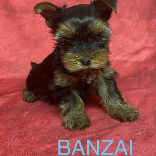 chiot Yorkshire terrier BANZAI yorkshire à réserver Domaine de la Chantelaie  