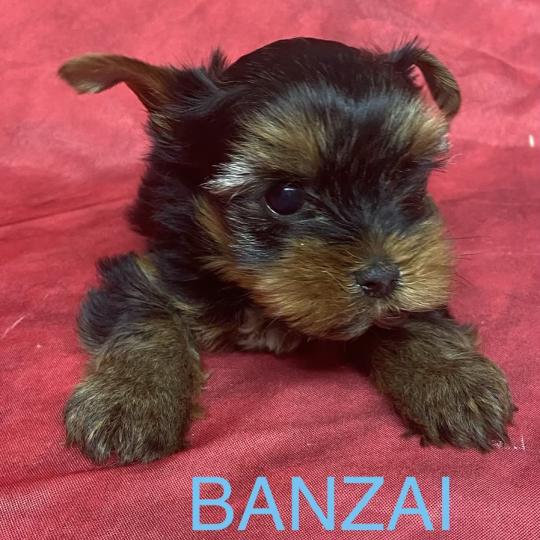 chiot Yorkshire terrier BANZAI yorkshire à réserver Domaine de la Chantelaie  