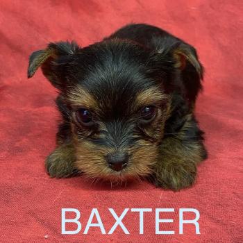 BAXTER york à réserver Mâle Yorkshire terrier