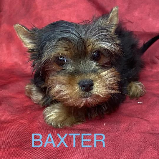 chiot Yorkshire terrier BAXTER york disponible Domaine de la Chantelaie  