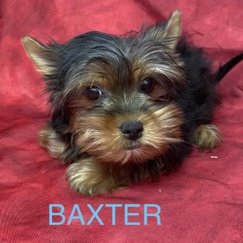 BAXTER york disponible Mâle Yorkshire terrier